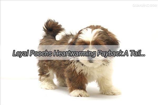 Loyal Poochs Heartwarming Payback A Tail of Canine Gratitude Thatll Melt Your Heart